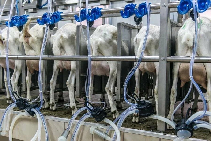 2.000 KÜÇÜK BAŞ KEÇİ,gelecekagro.com.tr, Gelecek Agro, Gelecek Agro Kurumsal, Gelecek Agro İletişim, Gelecek Agro Tarım Sanayi, Gelecek Agro Hayvancılık Üretimi, Hayvancılık Üretimi,  Gelecek Agro Tarımsal Bitki Üretimi, Tarımsal Bitki Üretimi, Gelecek Agro Finansal Yatırım, Gelecek Agro HAYVANCILIKTA ÜRETİM PLANLAMASI, HAYVANCILIKTA ÜRETİM PLANLAMASI, Gelecek Agro HAYVANCILIKTA TEKNOLOJİK PROJE GELİŞTİRME HİZMETLERİ, HAYVANCILIKTA TEKNOLOJİK PROJE GELİŞTİRME HİZMETLERİ, Gelecek Agro TARIMSAL BİTKİ ÜRETİMDE TEKNOLOJİK VE ÜRETİM BELGELERİNİN GELİŞTİRİLMESİNE YÖNELİK HİZMETLERİMİZ, TARIMSAL BİTKİ ÜRETİMDE TEKNOLOJİK VE ÜRETİM BELGELERİNİN GELİŞTİRİLMESİNE YÖNELİK HİZMETLERİMİZ, Gelecek Agro BİR YATIRIM PROJESİNİN FİNANSAL MODELİNİN GELİŞTİRİLMESİNE YÖNELİK HİZMETLER, BİR YATIRIM PROJESİNİN FİNANSAL MODELİNİN GELİŞTİRİLMESİNE YÖNELİK HİZMETLER, Gelecek Agro İŞ PLANI GELİŞTİRME VE YATIRIM PROJESİ SUNUM HİZMETLERİ, İŞ PLANI GELİŞTİRME VE YATIRIM PROJESİ SUNUM HİZMETLERİ, Gelecek Agro ROMANOV KOYUNU ÜRETİM ÇİFTLİĞİ, ROMANOV KOYUNU ÜRETİM ÇİFTLİĞİ, Gelecek Agro BÜYÜKBAŞ HAYVAN YETİŞTİRİCİLİĞİ, BÜYÜKBAŞ HAYVAN YETİŞTİRİCİLİĞİ, Gelecek Agro SÜT ÜRETİM ÇİFTLİĞİ, SÜT ÜRETİM ÇİFTLİĞİ, Gelecek Agro TAVUK ÇİFTLİĞİ KURULUMU, TAVUK ÇİFTLİĞİ KURULUMU, Gelecek Agro KEÇİ ÜRETİM ÇİFTLİĞİ, KEÇİ ÜRETİM ÇİFTLİĞİ