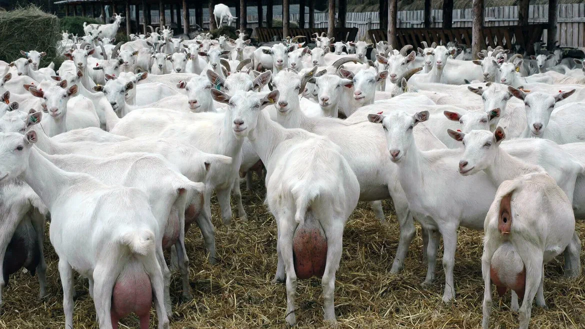 Goat Production Farm,gelecekagro.com.tr, Gelecek Agro, Gelecek Agro Corporate, Gelecek Agro Communication, Gelecek Agro Agricultural Industry, Gelecek Agro Livestock Production, Livestock Production, Gelecek Agro Agricultural Plant Production, Agricultural Plant Production, Gelecek Agro Financial Investment, Gelecek Agro LIVESTOCK PRODUCTION PLANNING, LIVESTOCK PRODUCTION PLANNING, Gelecek Agro LIVESTOCK TECHNOLOGICAL PROJECT DEVELOPMENT SERVICES, TECHNOLOGICAL PROJECT DEVELOPMENT SERVICES, Gelecek Agro AGRICULTURAL PLANT DEVELOPMENT SERVICES FOR THE DEVELOPMENT OF TECHNOLOGICAL AND PRODUCTION DOCUMENTS, OUR SERVICES FOR THE DEVELOPMENT OF TECHNOLOGICAL AND PRODUCTION DOCUMENTS IN AGRICULTURAL PLANT PRODUCTION, SERVICES FOR THE DEVELOPMENT OF THE FINANCIAL MODEL OF A Gelecek Agro INVESTMENT PROJECT, SERVICES FOR THE DEVELOPMENT OF THE FINANCIAL MODEL OF AN INVESTMENT PROJECT, Gelecek Agro BUSINESS PLAN DEVELOPMENT AND INVESTMENT PROJECT PRESENTATION SERVICES, BUSINESS PLAN DEVELOPMENT AND INVESTMENT PROJECT PRESENTATION SERVICES, Gelecek Agro ROMANOV SHEEP PRODUCTION FARM, ROMANOV SHEEP PRODUCTION FARM, Gelecek Agro CATTLE BREEDING, CATTLE BREEDING, Gelecek Agro DAIRY PRODUCTION FARM, DAIRY PRODUCTION FARM, Gelecek Agro CHICKEN FARM INSTALLATION, CHICKEN FARM INSTALLATION, Gelecek Agro GOAT PRODUCTION FARM, GOAT PRODUCTION FARM